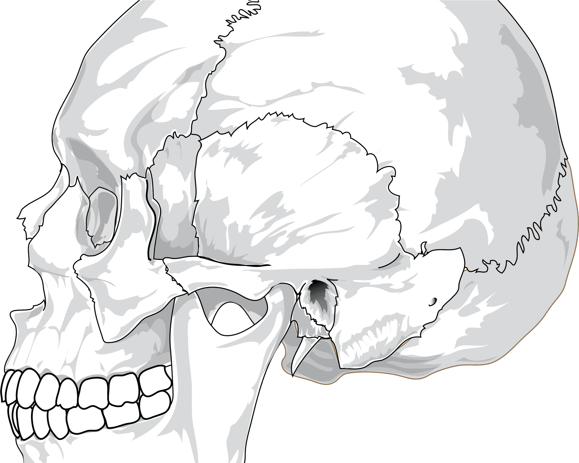 Detailed Skull Illustration.png PNG