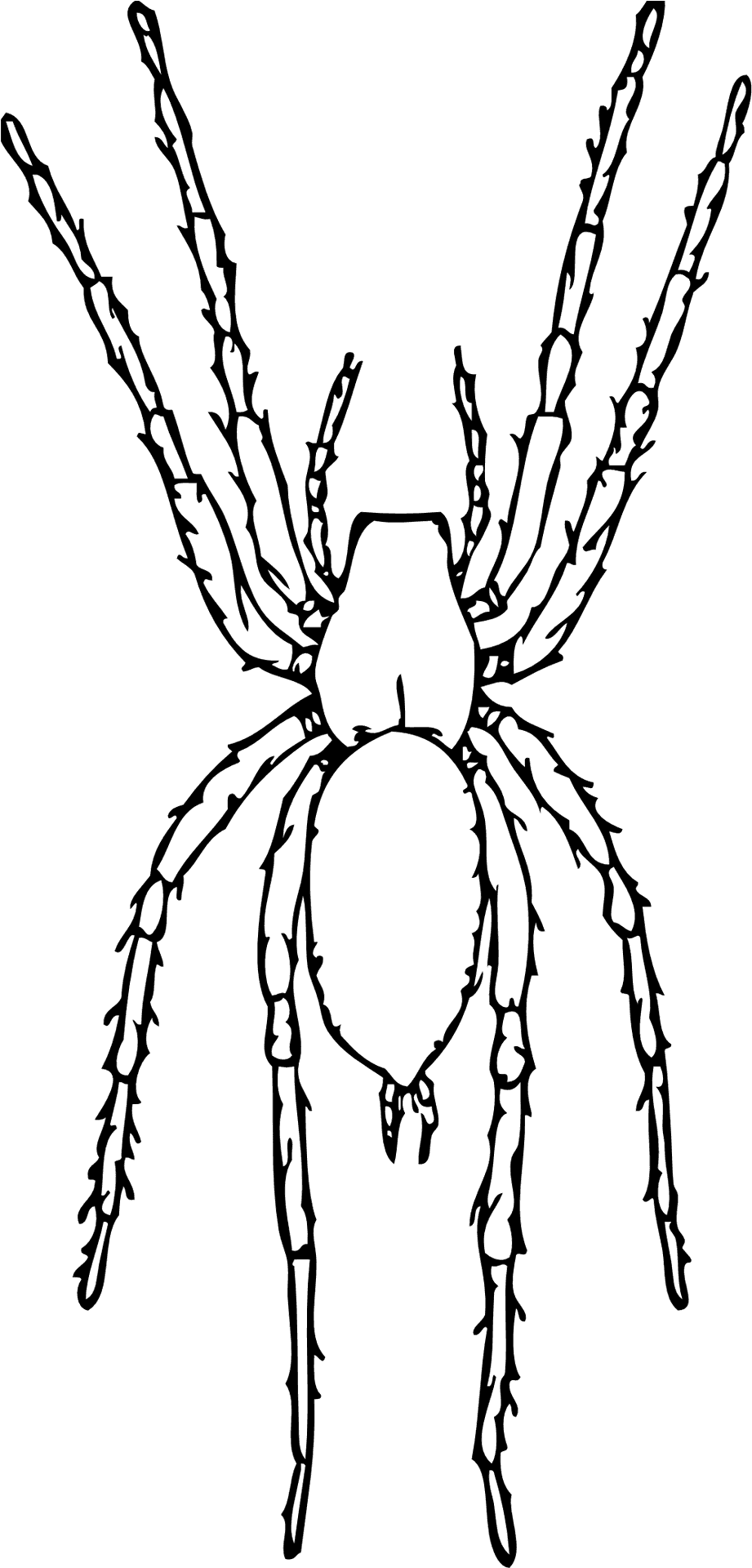 Detailed Spider Drawing.png PNG