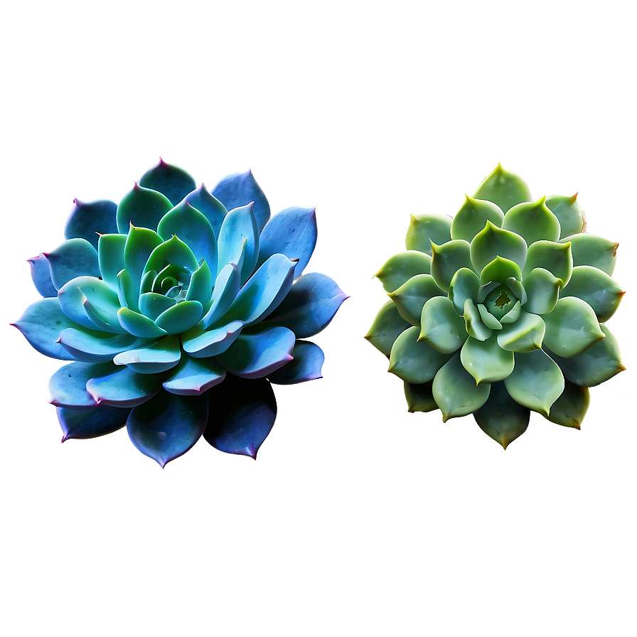 Detailed Succulent Png 54 PNG