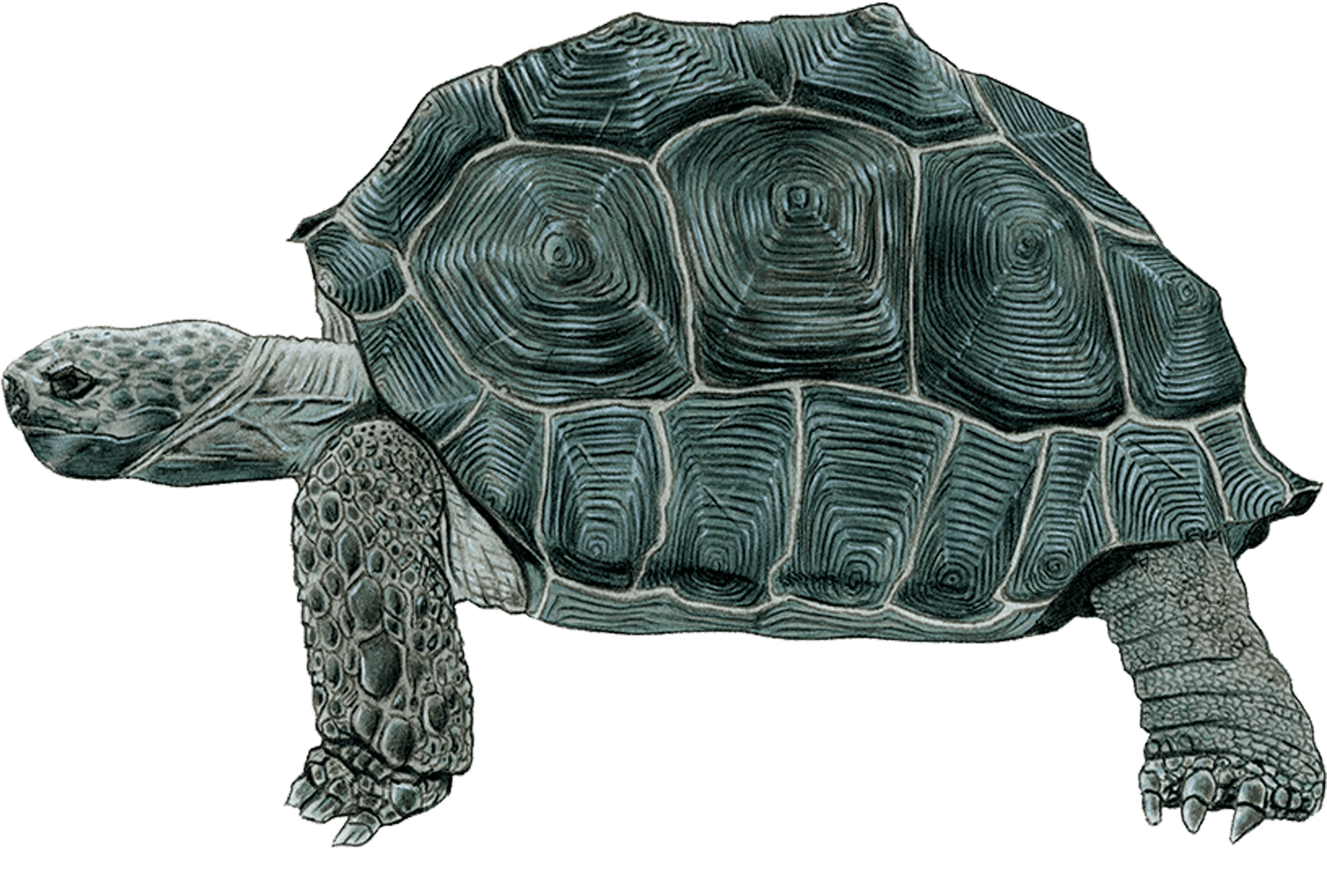 Detailed Tortoise Drawing PNG