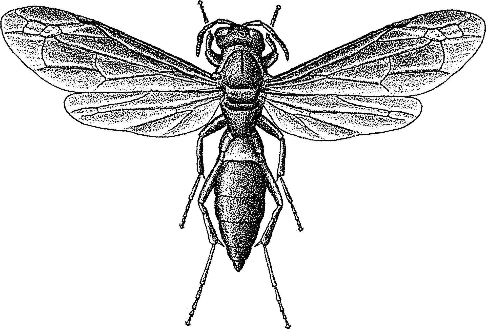 Detailed Wasp Illustration PNG