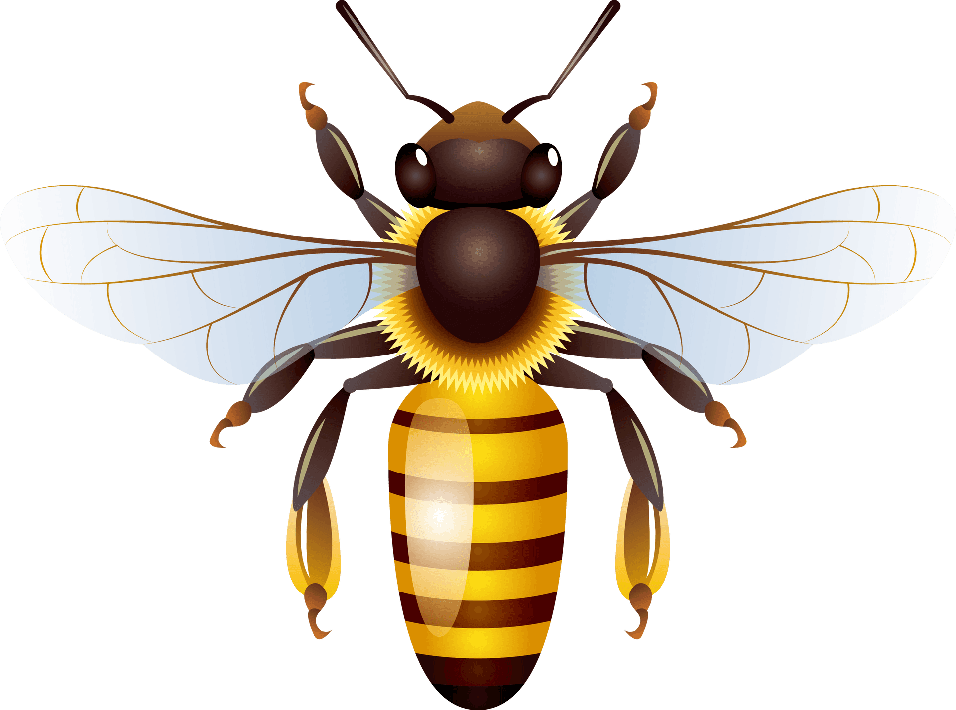 Detailed Wasp Illustration.png PNG