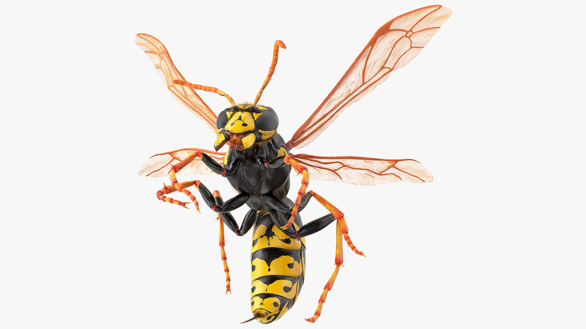 Detailed Yellowjacket Wasp Illustration Wallpaper