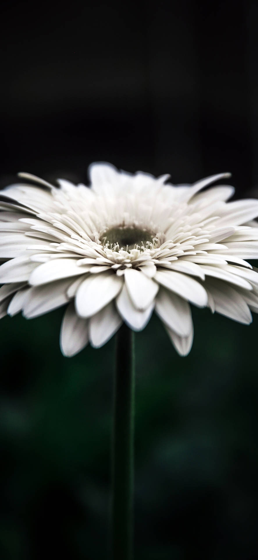 Detaljer om en hvid blomst iPhone baggrund: Wallpaper