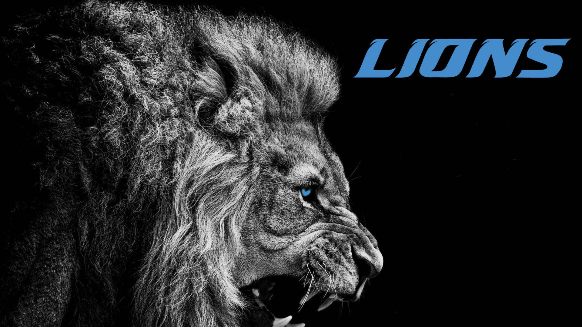 Detroit Lions Lion’s Head Wallpaper
