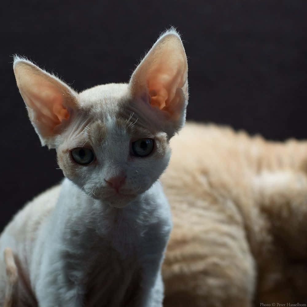 A charming Devon Rex cat resting in a cozy environment Wallpaper