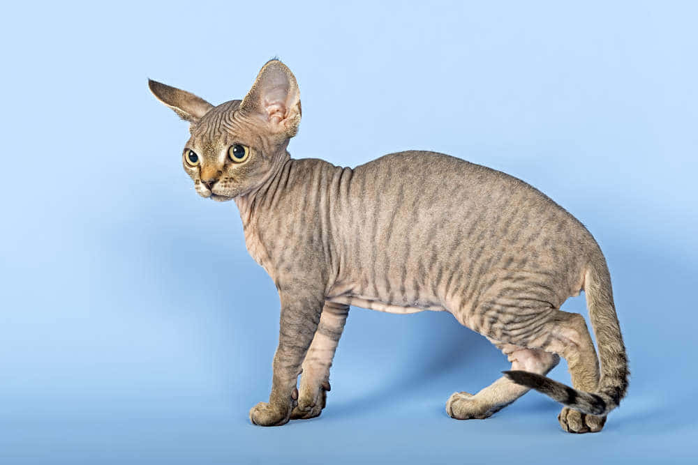 Adorable Devon Rex posing and looking curious Wallpaper