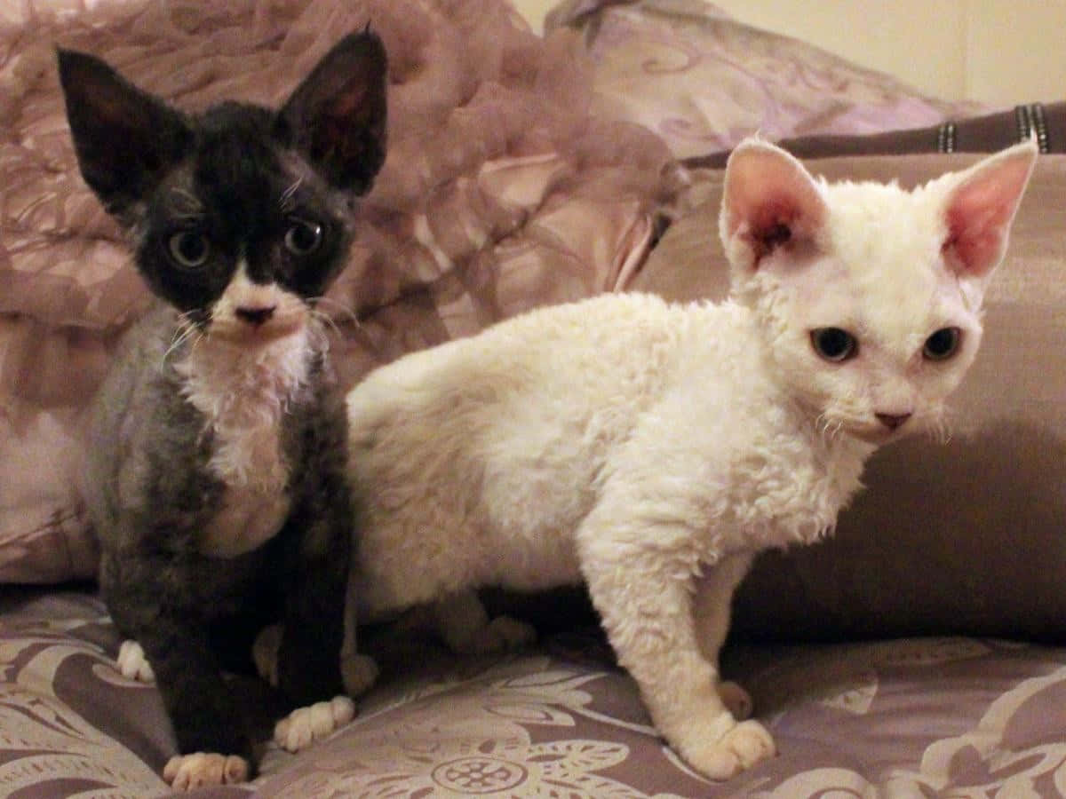 Adorable Devon Rex Cat Lounging on a Sofa Wallpaper