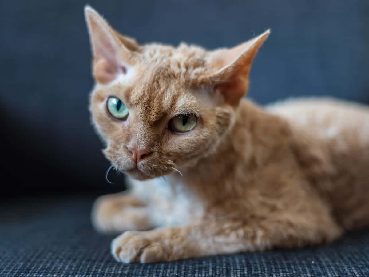 Adorable Devon Rex relaxing on the couch Wallpaper
