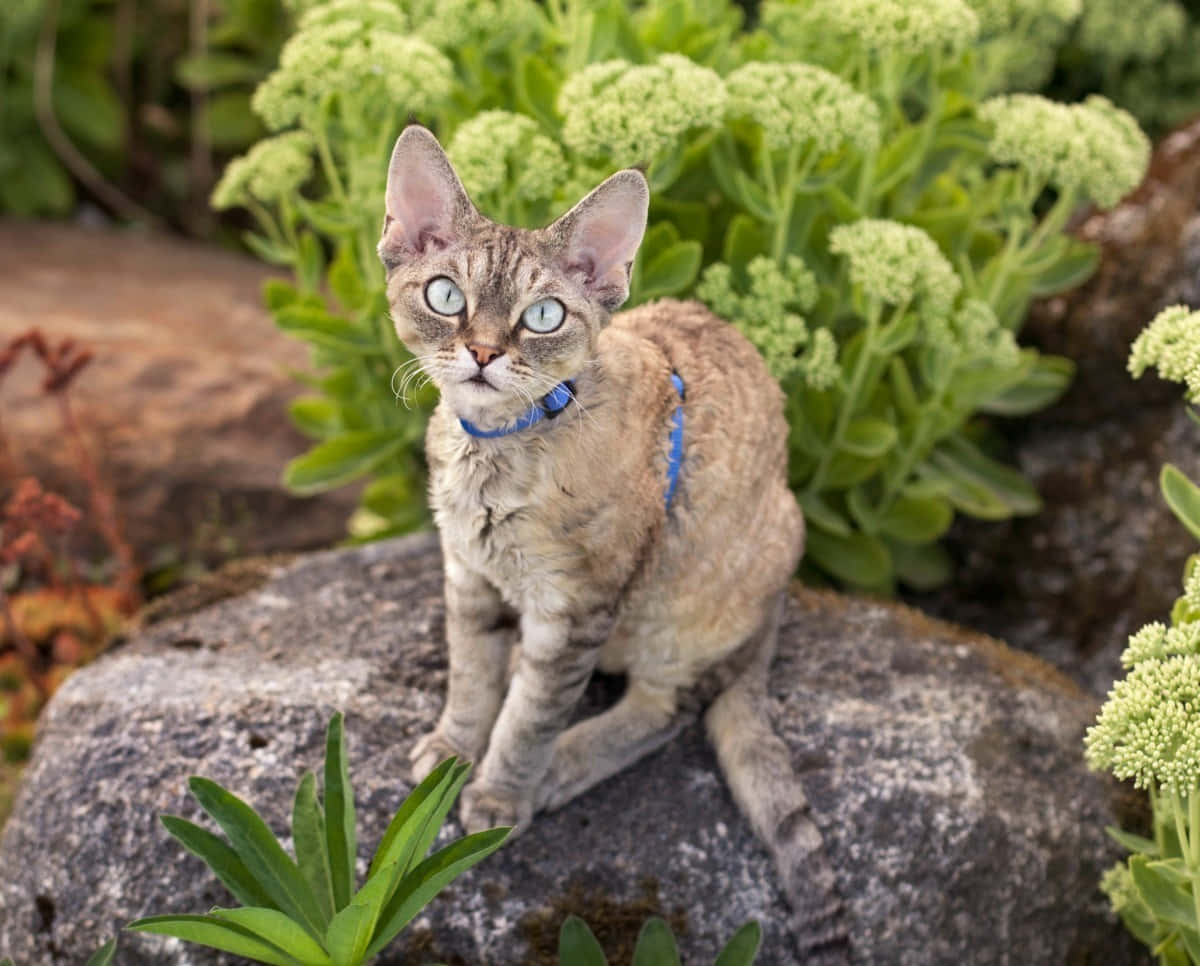 Playful Devon Rex cat exploring outdoors Wallpaper