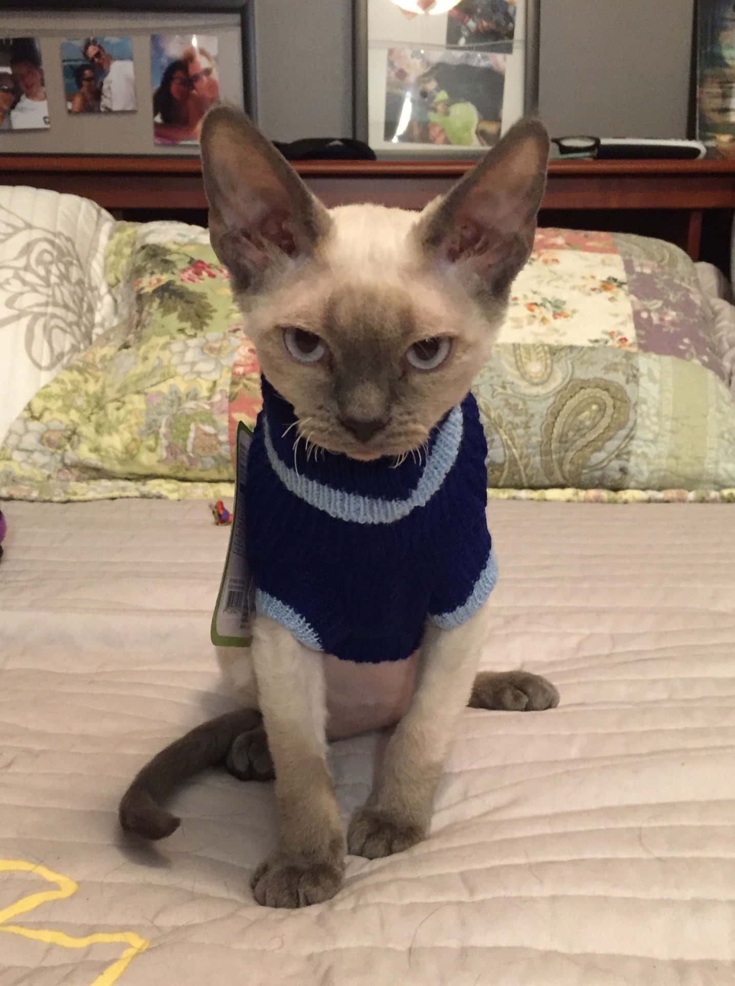 Adorable Devon Rex Cat Lying on a Cozy Couch Wallpaper