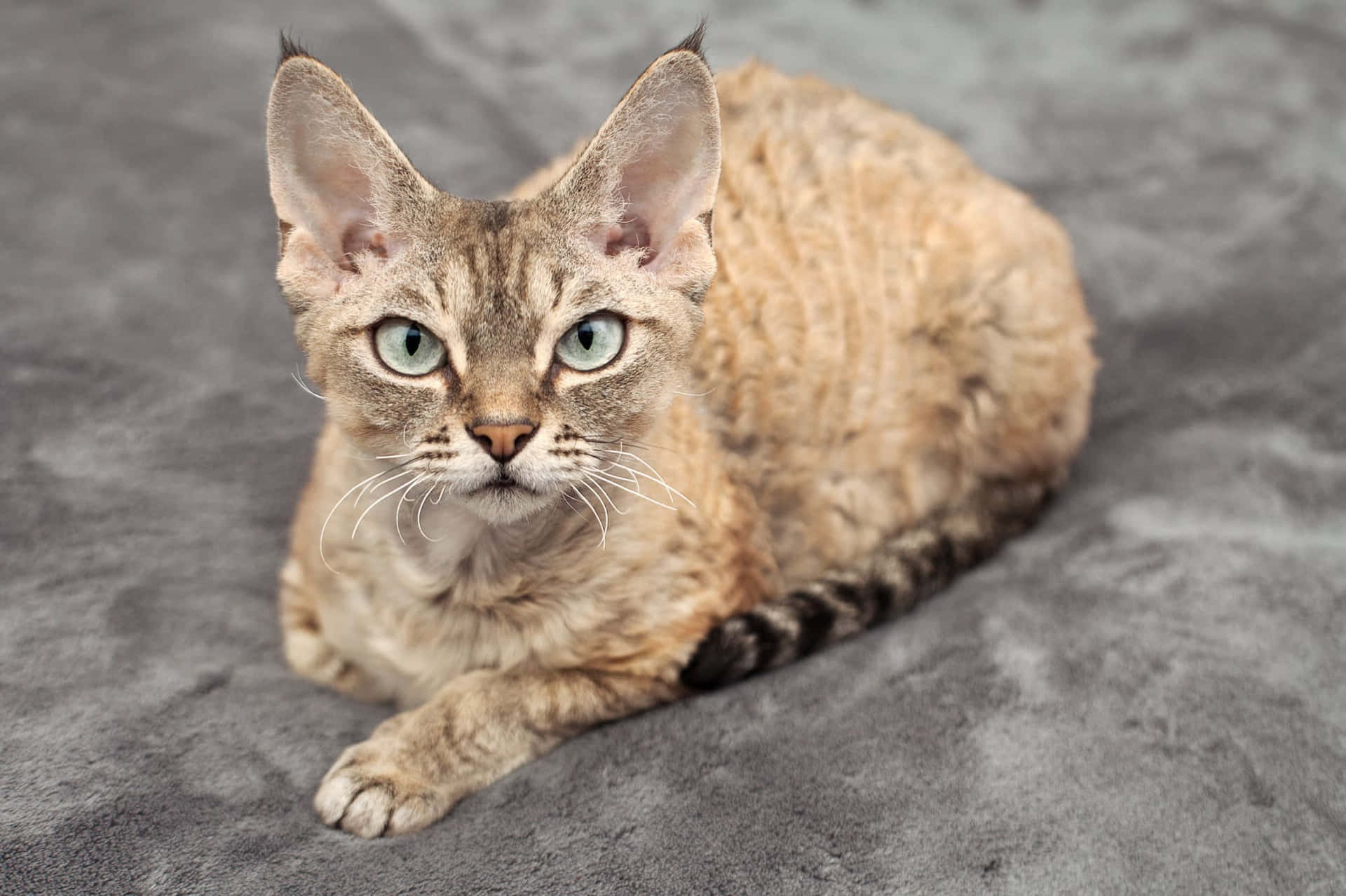 Adorable Devon Rex Cat Lounging on the Couch Wallpaper