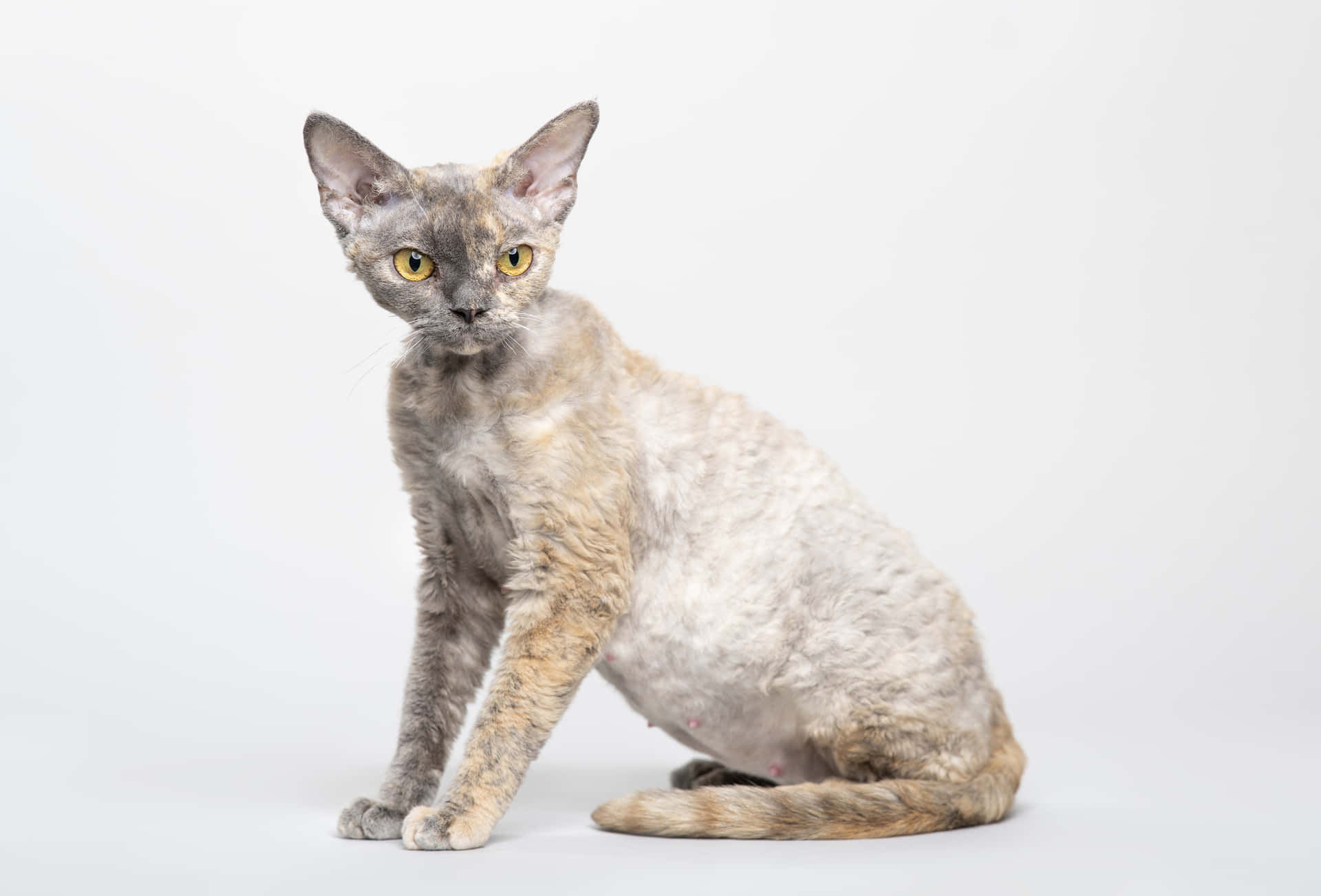A Playful Devon Rex Cat Lounging on the Couch Wallpaper