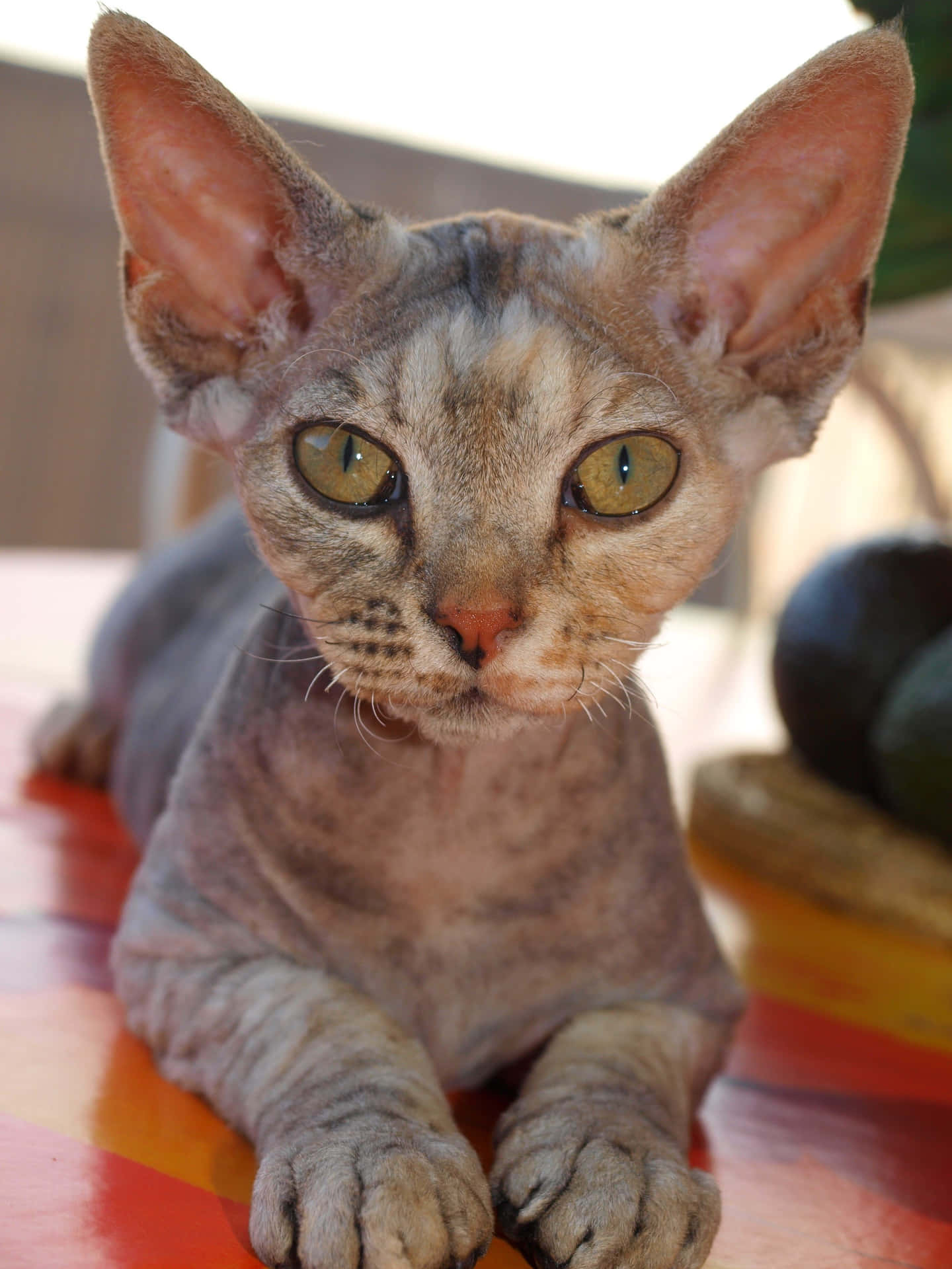 Adorable Devon Rex cat relaxing on a couch Wallpaper