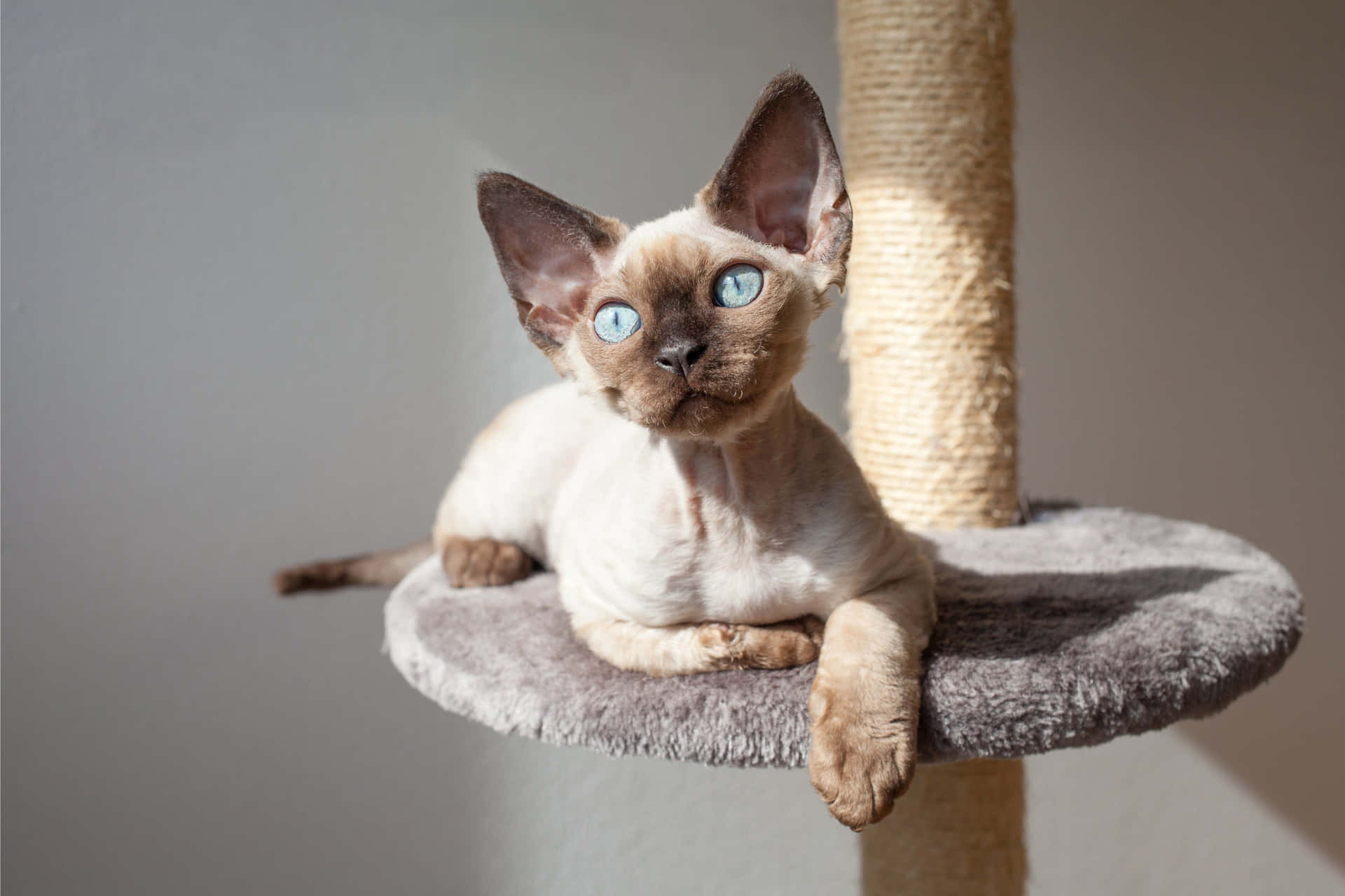 A charming Devon Rex cat resting comfortably indoors Wallpaper