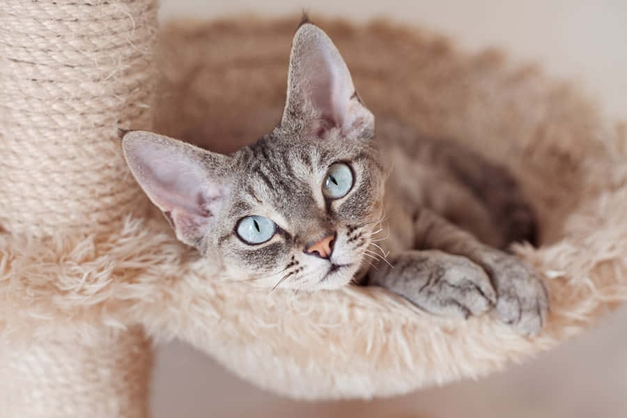 Playful Devon Rex kitten on a purple background. Wallpaper