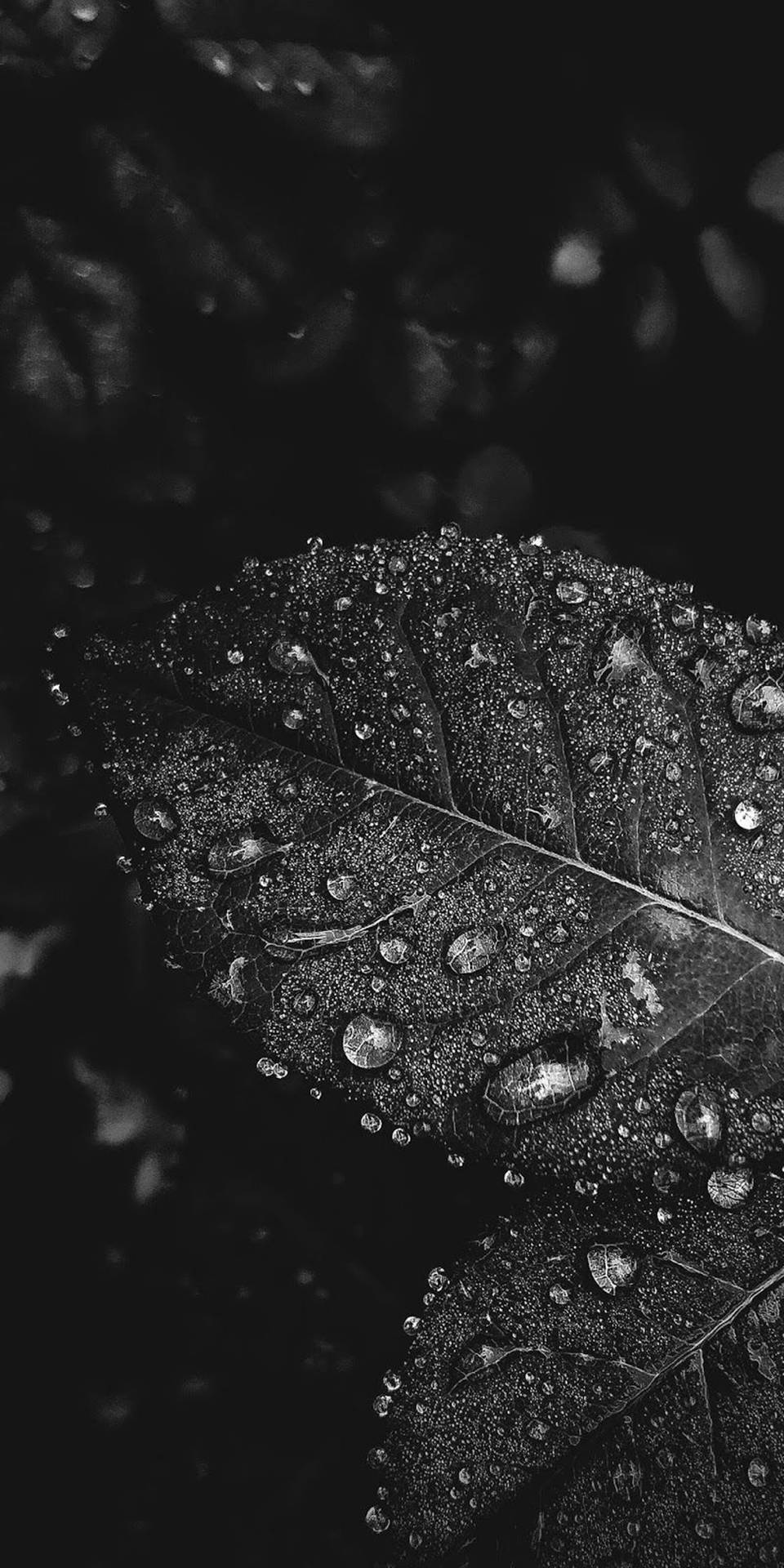 Dew Drops On Leaves Black White iPhone Wallpaper