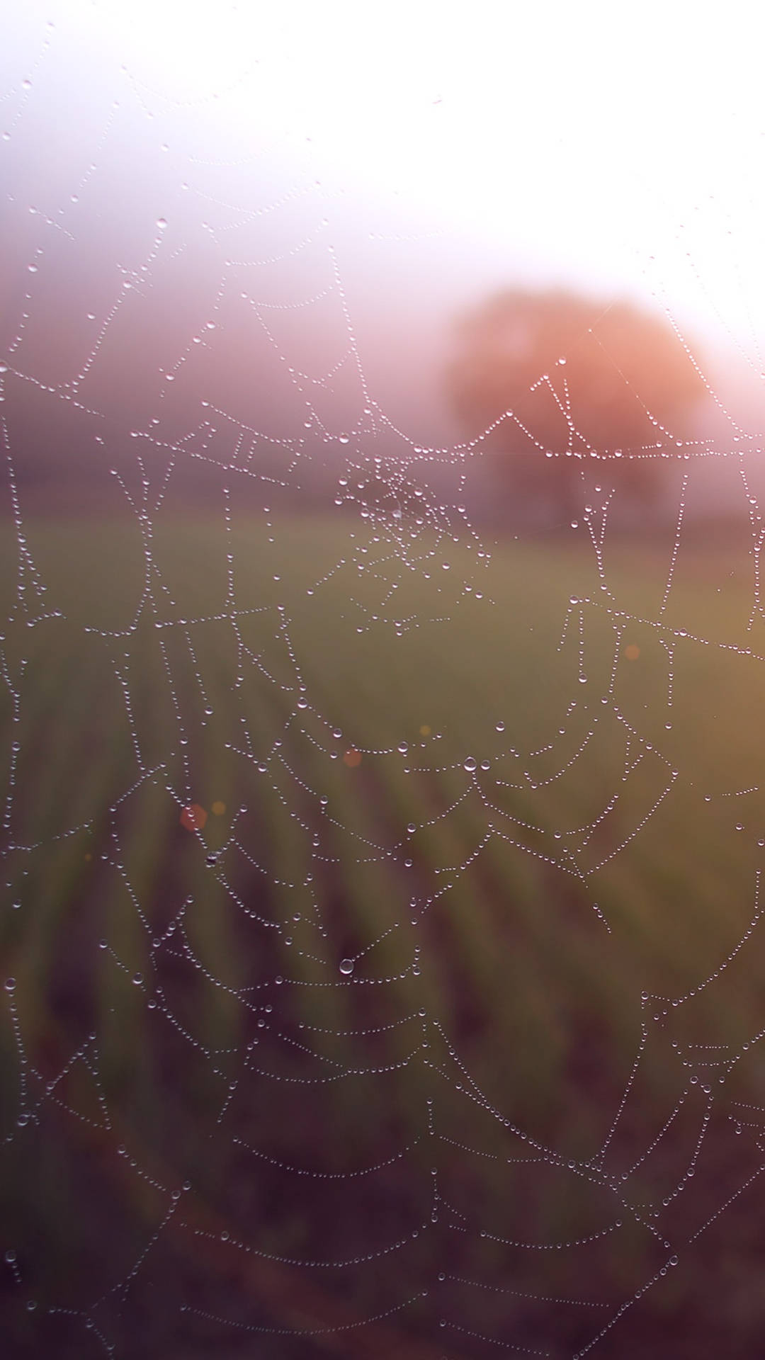 Dråber af dew på spider web smartphone baggrund Wallpaper