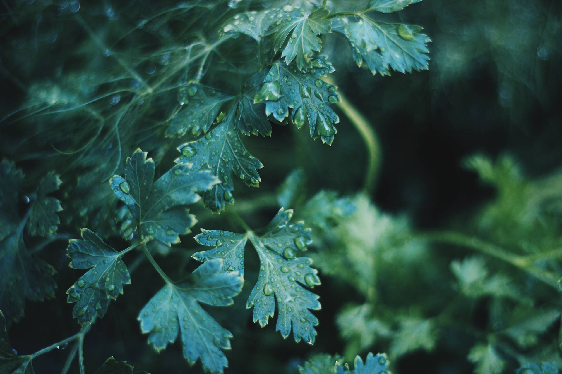 Dew Drops Plants Wallpaper