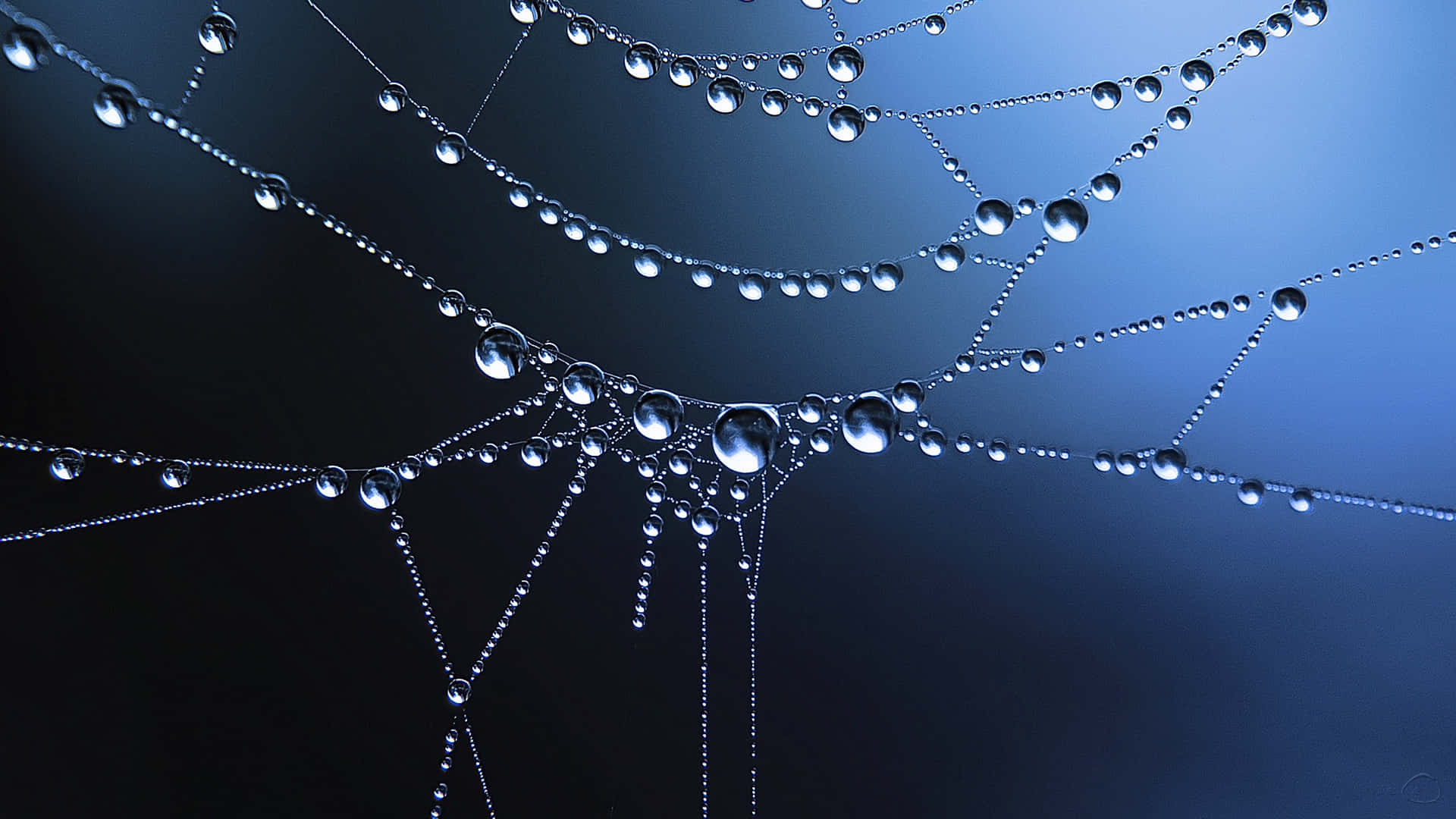 Dew Dropson Spider Web Wallpaper