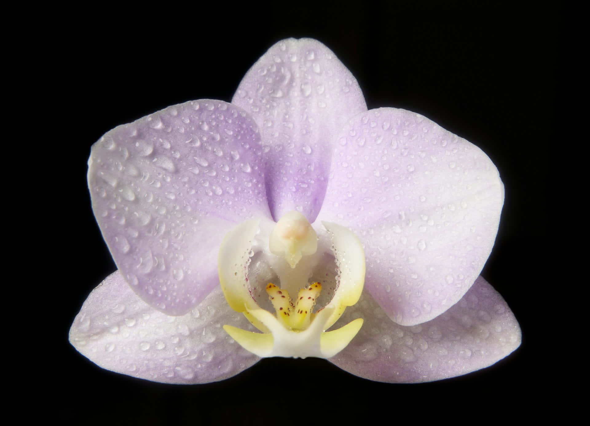 Dew Kissed Light Purple Orchid Wallpaper