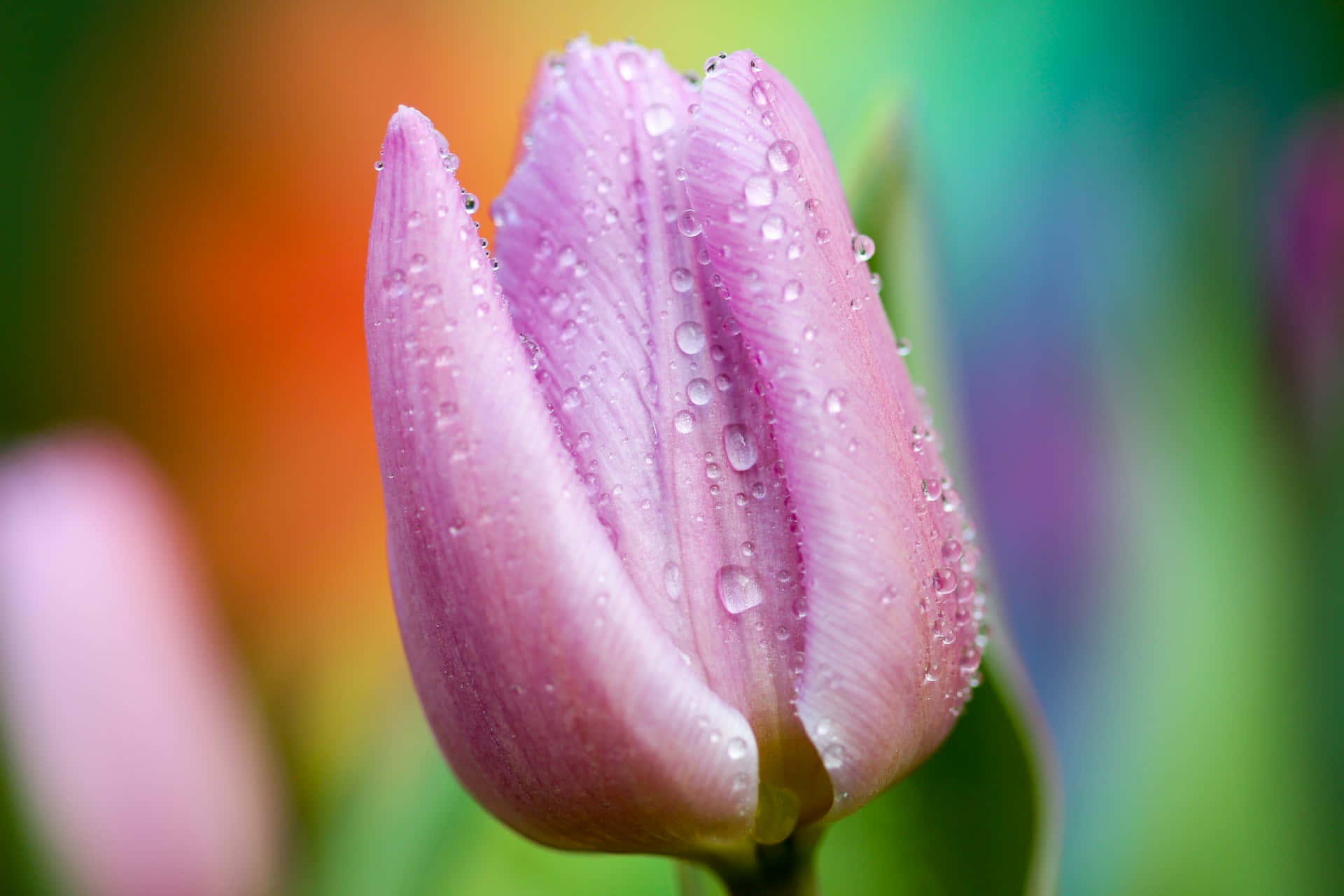 Dew Kissed Light Purple Tulip.jpg Wallpaper
