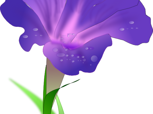 Dew Kissed Morning Glory PNG