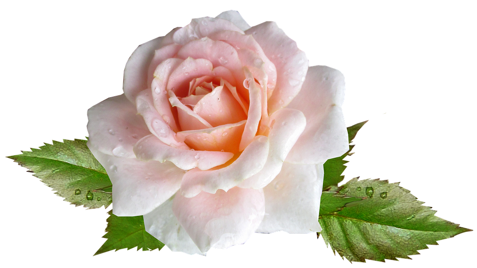 Dew Kissed Pink Rose.png PNG