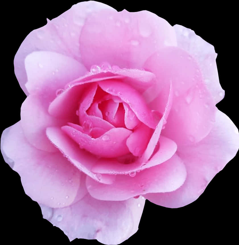 Dew Kissed Pink Rose PNG