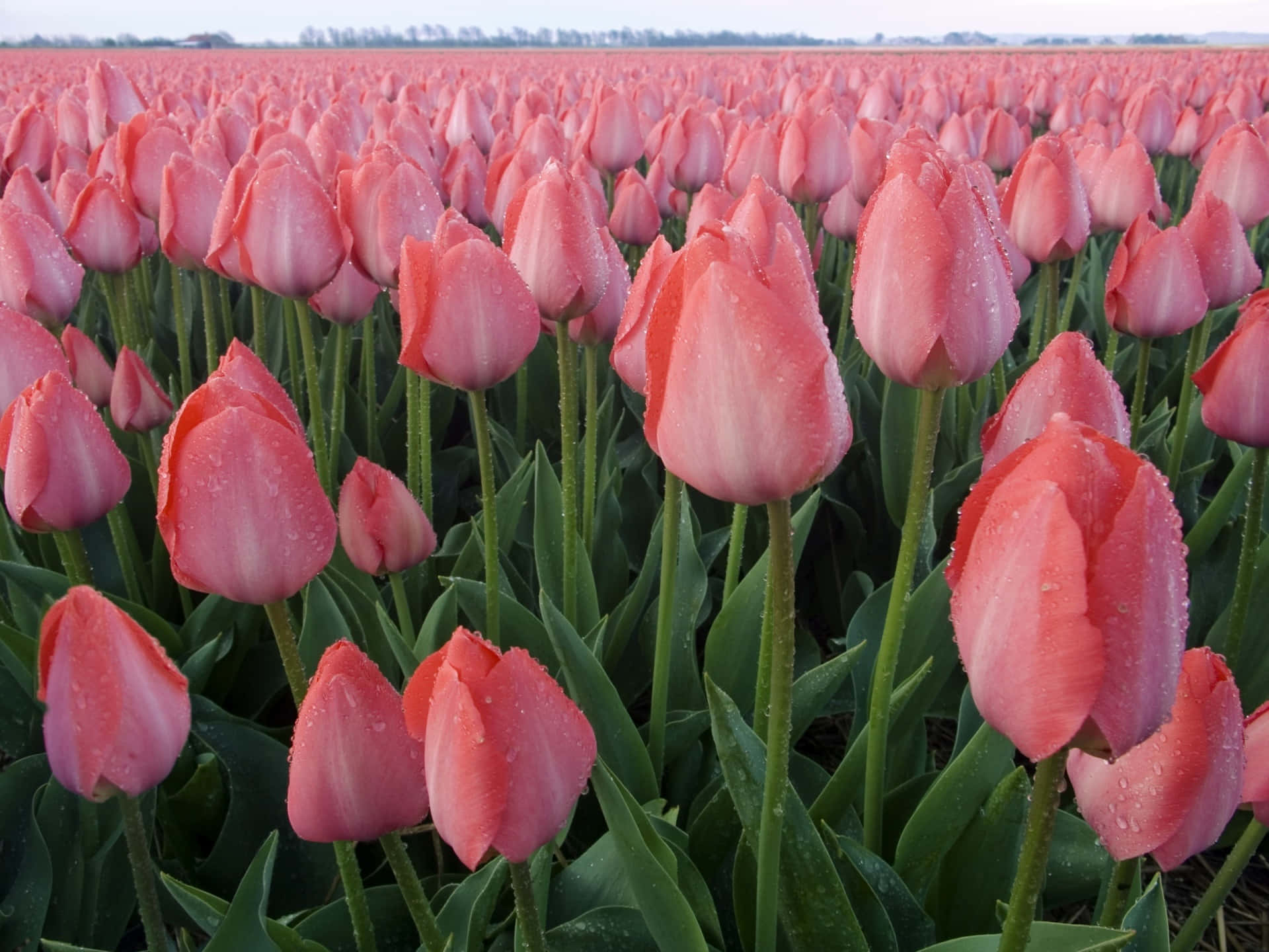 Dew Kissed Pink Tulips Field Wallpaper