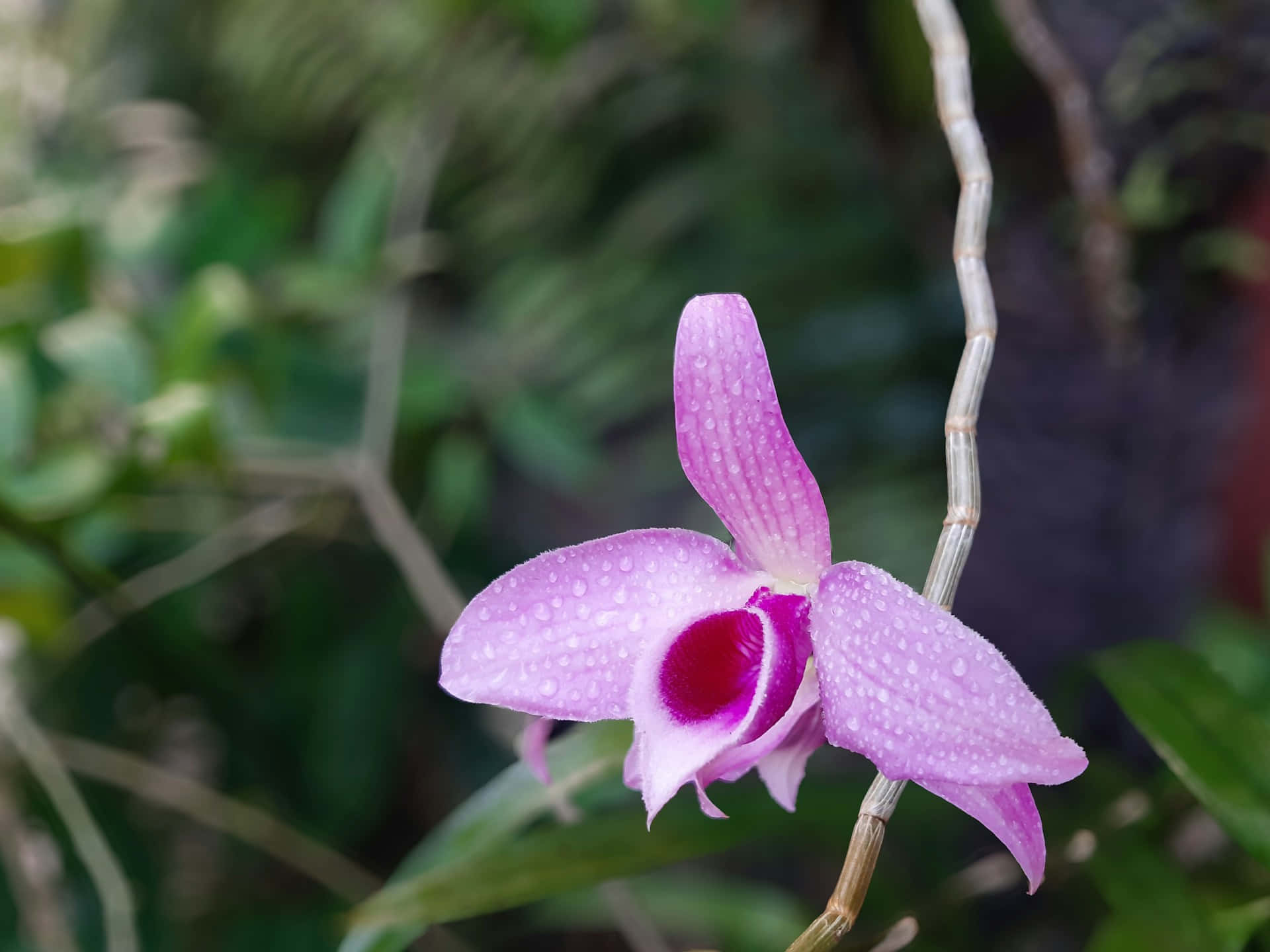 Dew Kissed Purple Orchid Wallpaper