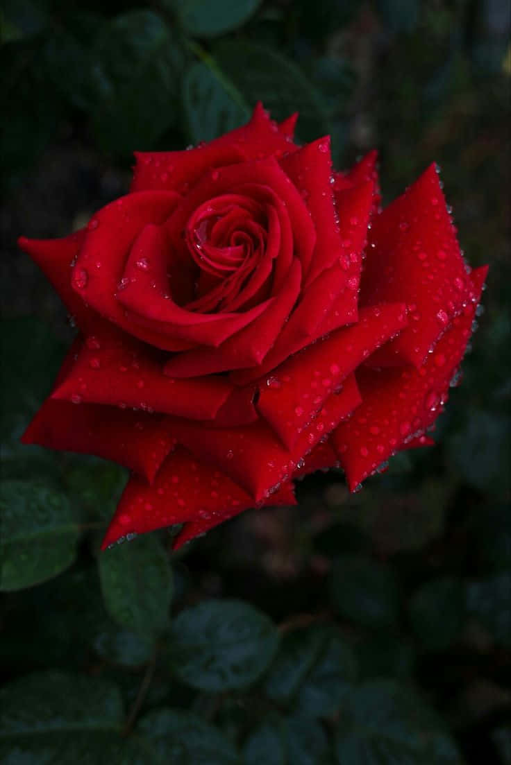 Dew Kissed Red Rose Night Wallpaper