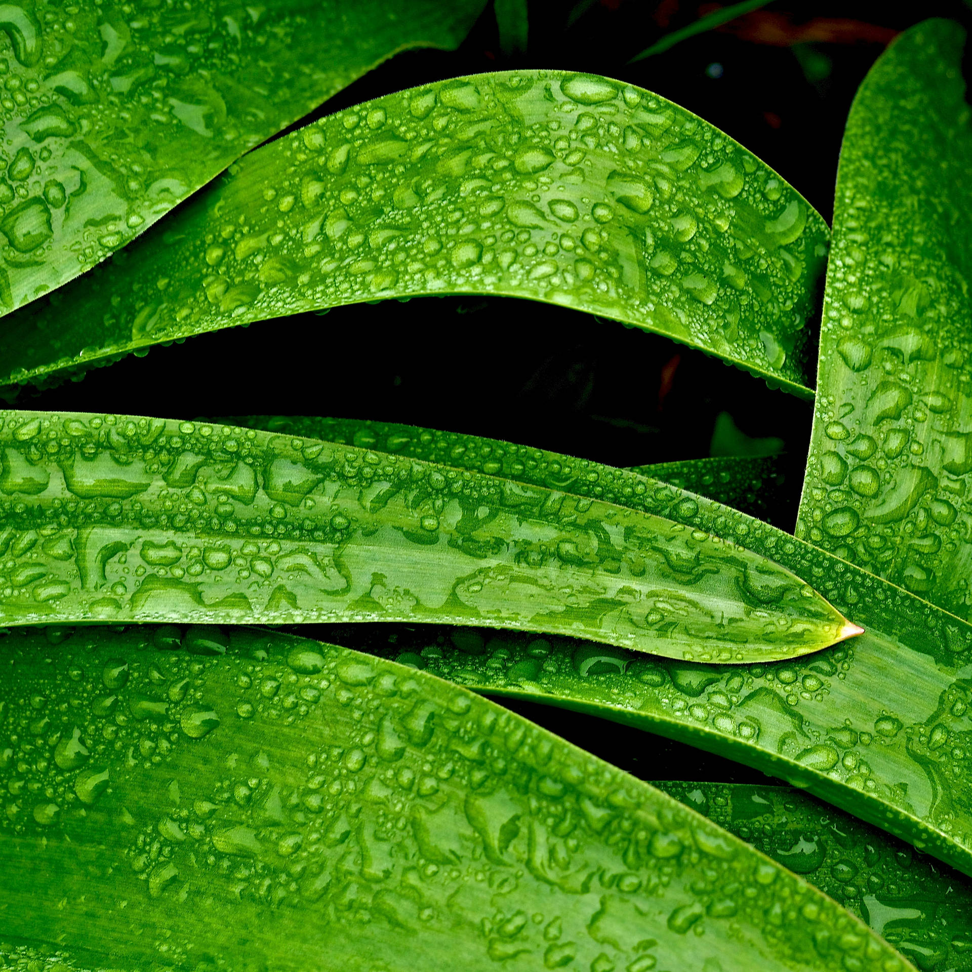 Dew On Green Leaves Wallpaper
