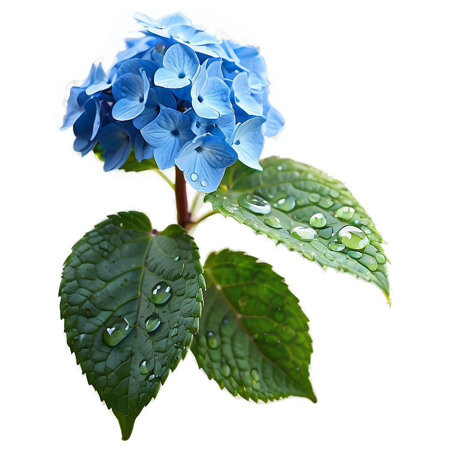 Dew On Hydrangea Png Rom PNG