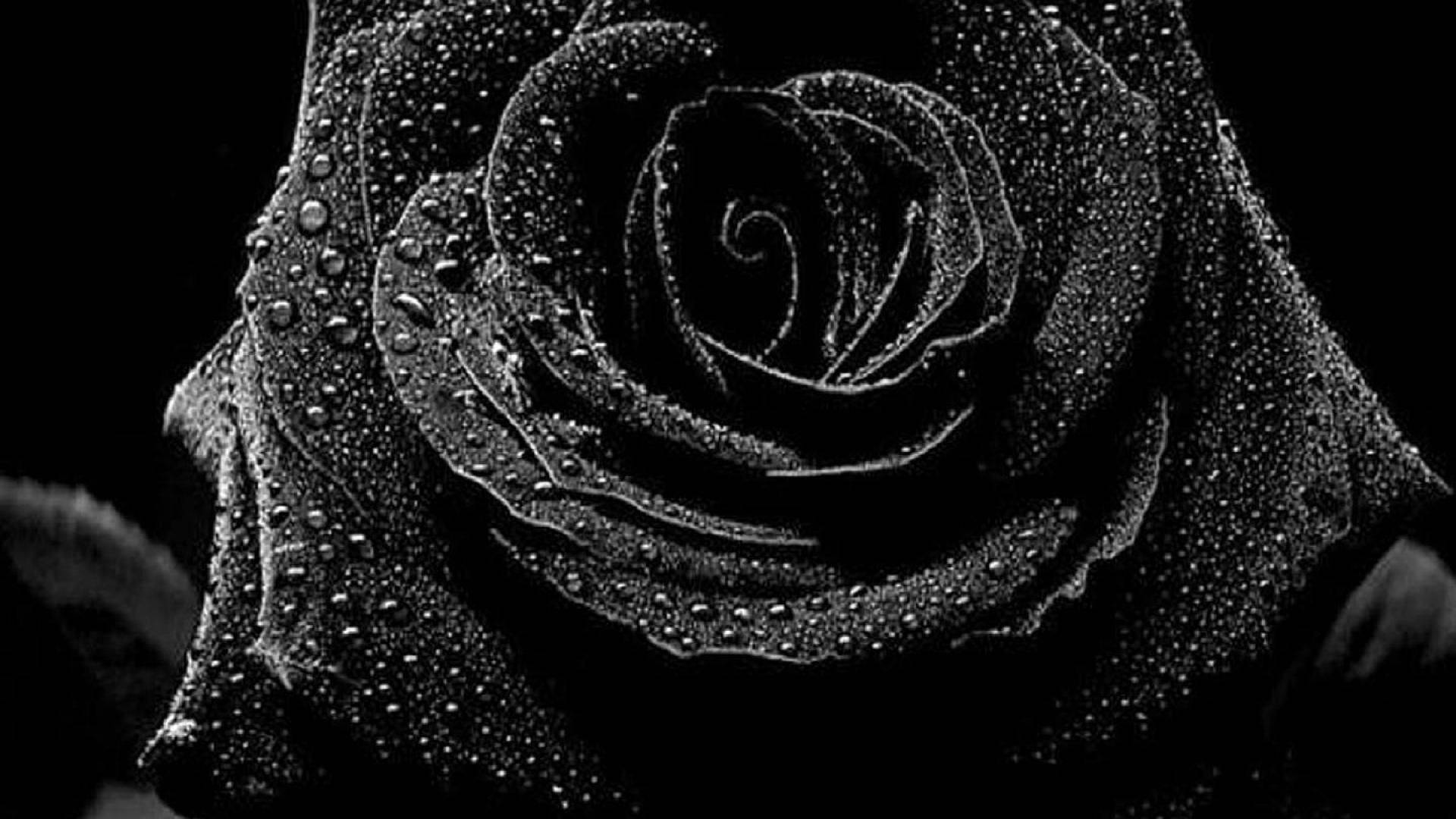 Dewy Black And White Rose Wallpaper
