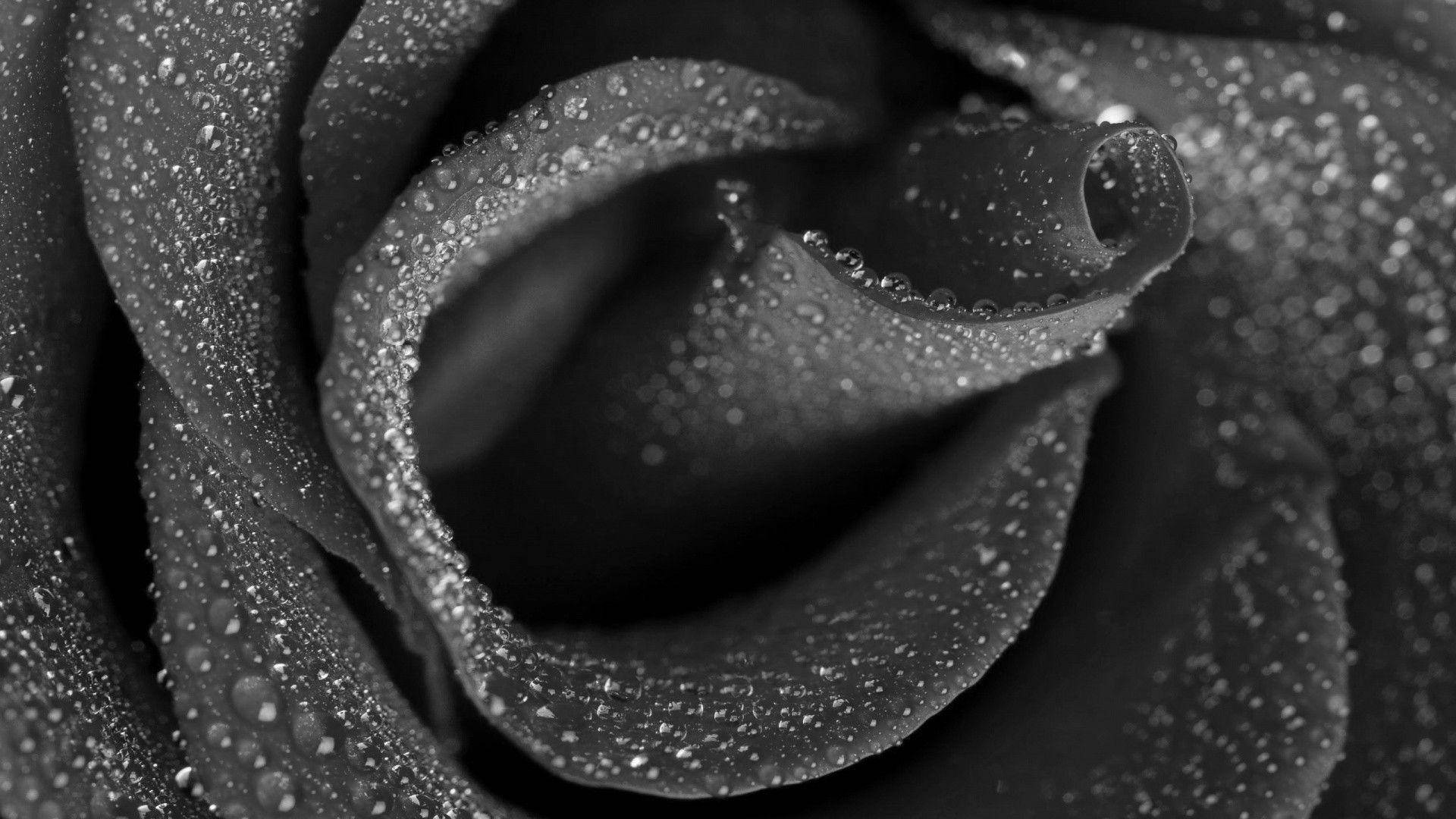 Dewy Black Rose Petals Wallpaper