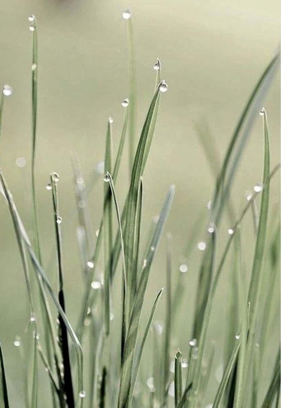 Dewy Grass Blades Green March Aesthetic Wallpaper