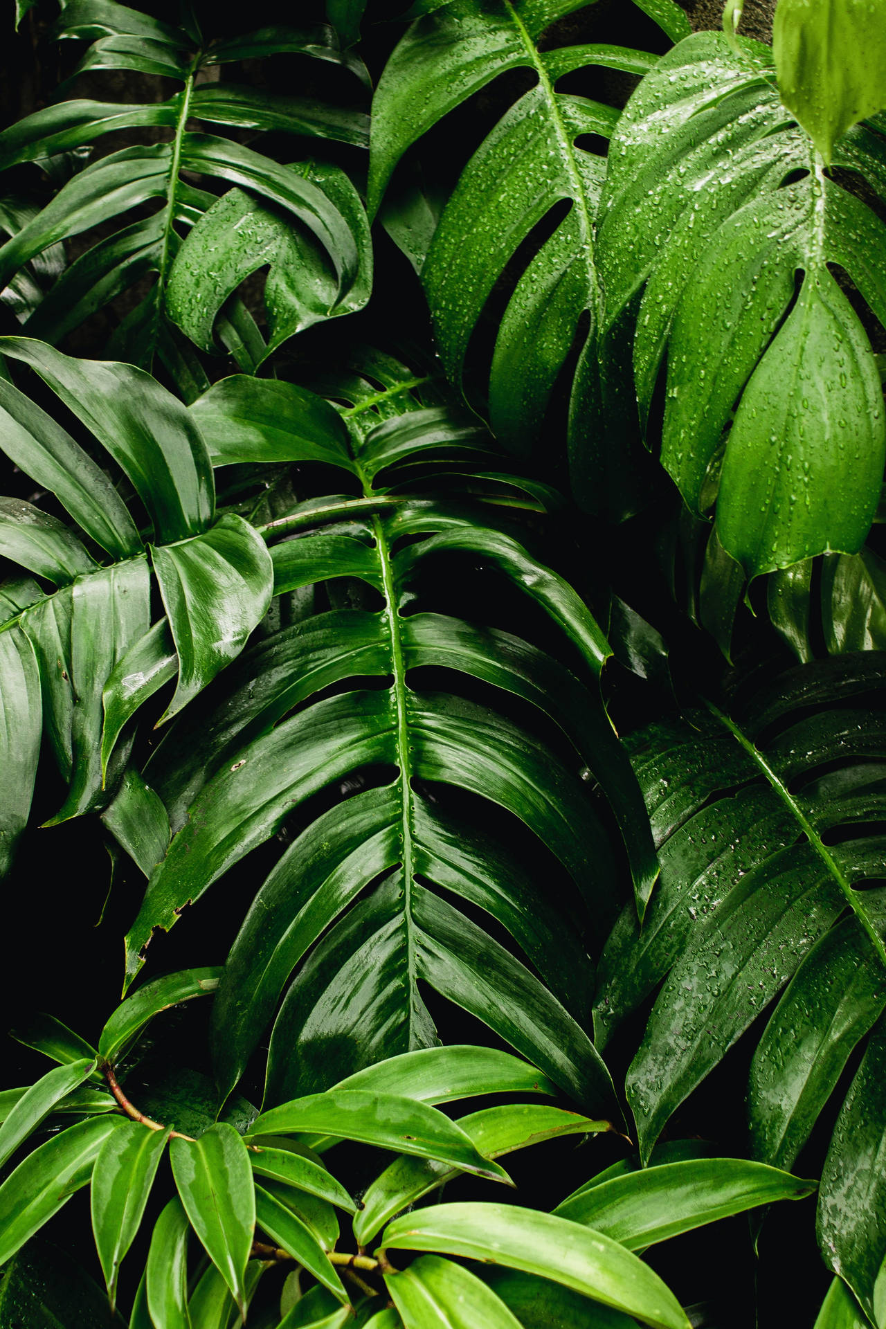 Dewy Green Leaves Top Iphone Wallpaper