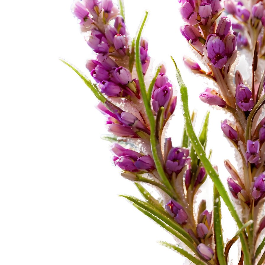 Dewy Heather Morning Png Dlt PNG