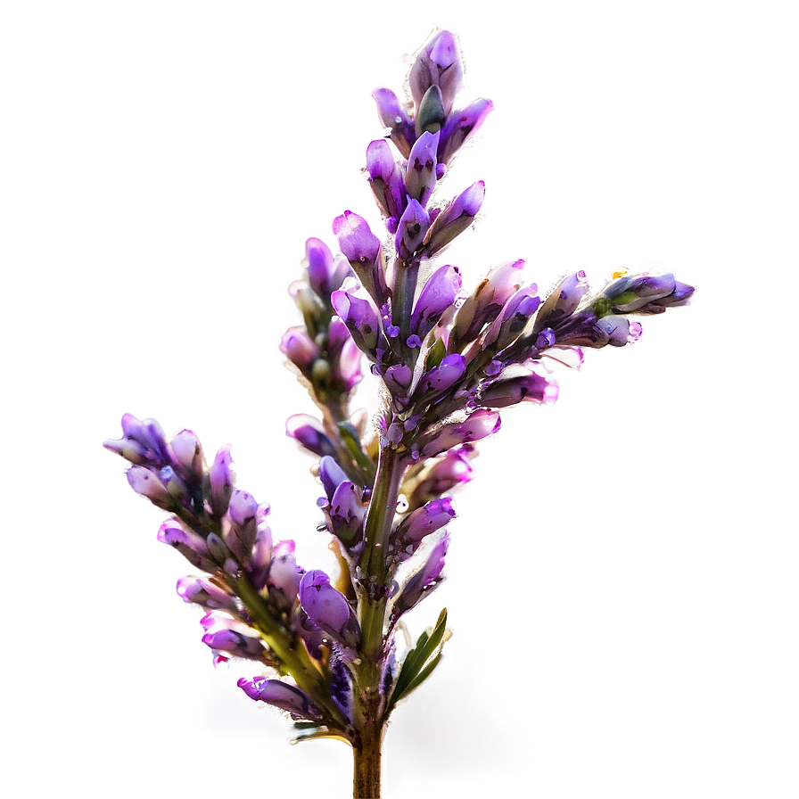 Dewy Heather Morning Png Nkf71 PNG