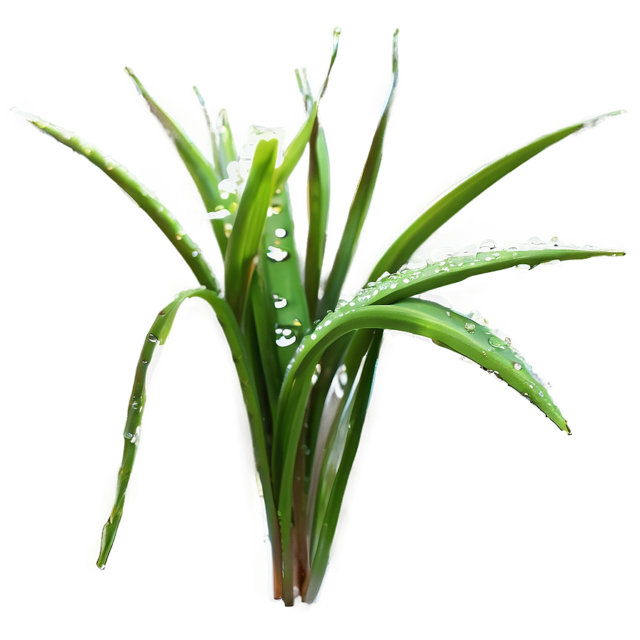 Dewy Morning Grass Png Fgn PNG