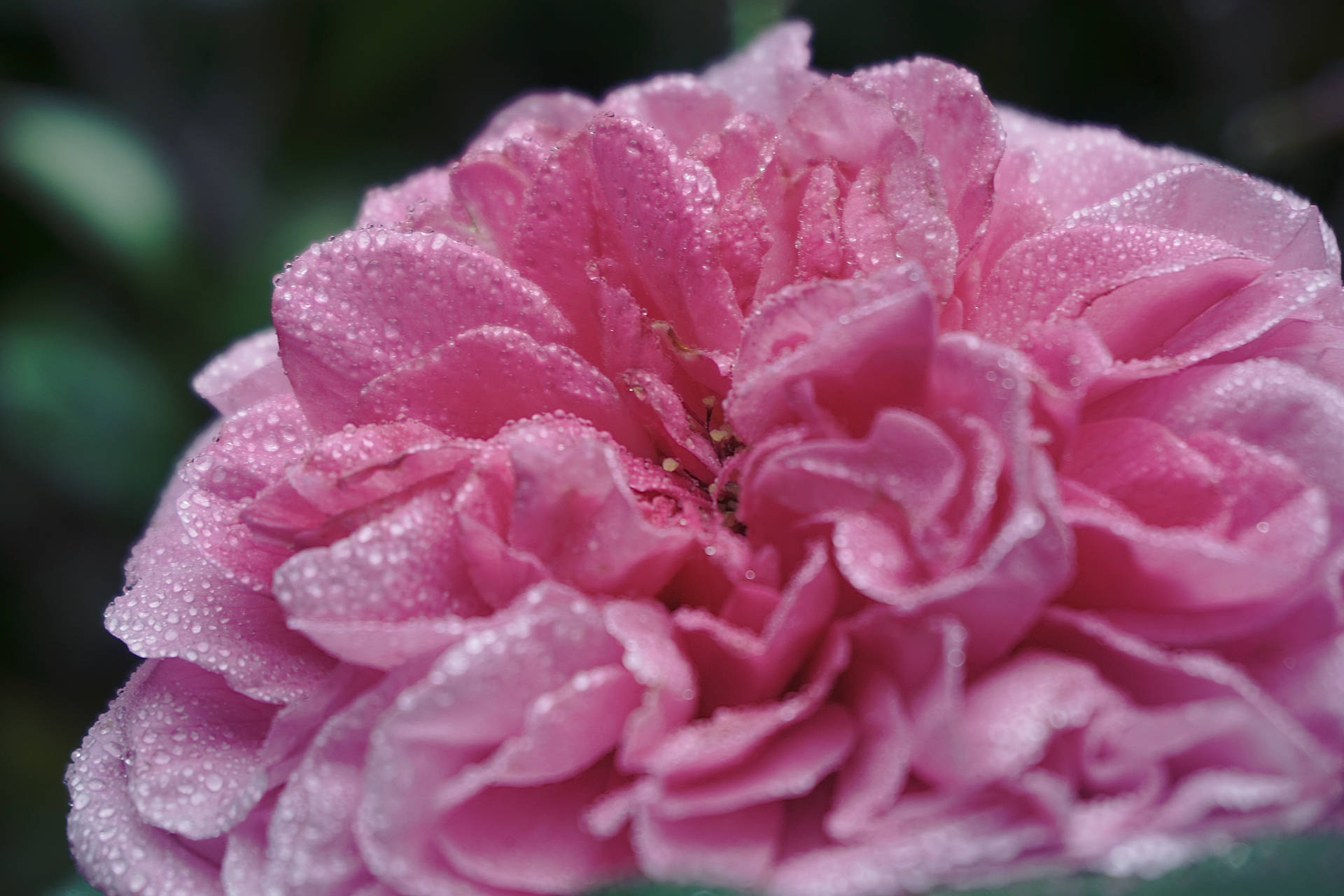 Dewy Pink Aesthetic Rose