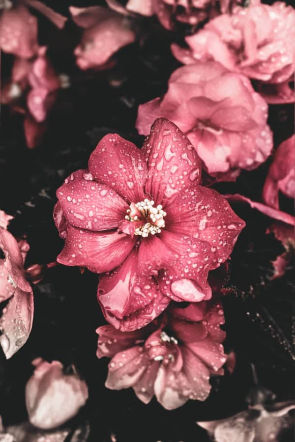 Estetica Del Fiore Vintage Rosa Rugiadoso Sfondo