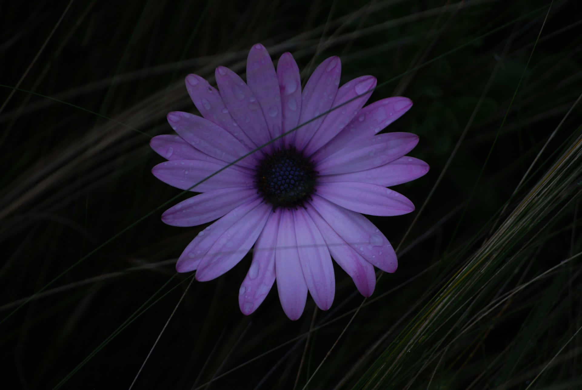 Dewy Purple Daisy Dark Background.jpg Wallpaper