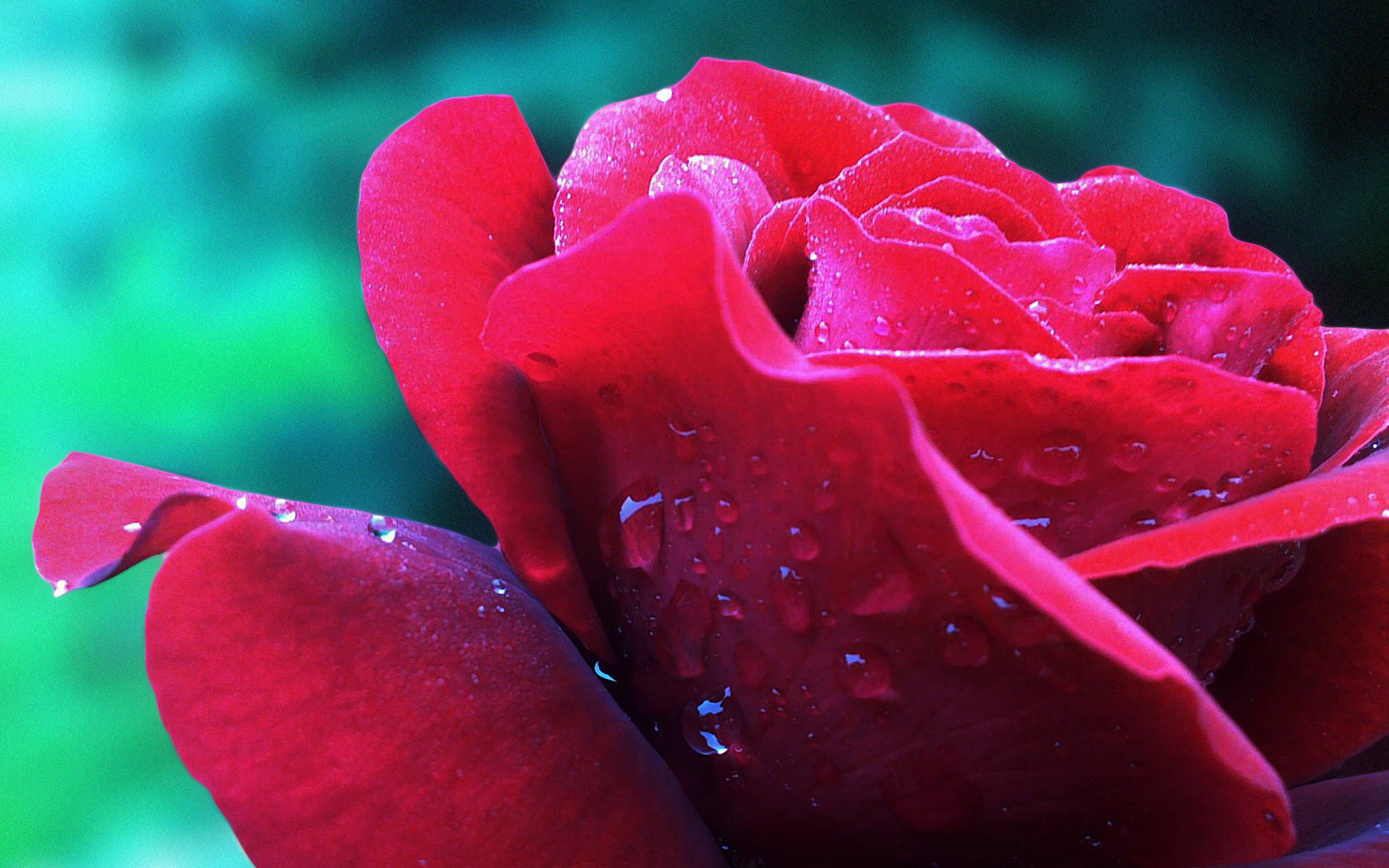 Rød Rose 2048 X 1280 Wallpaper