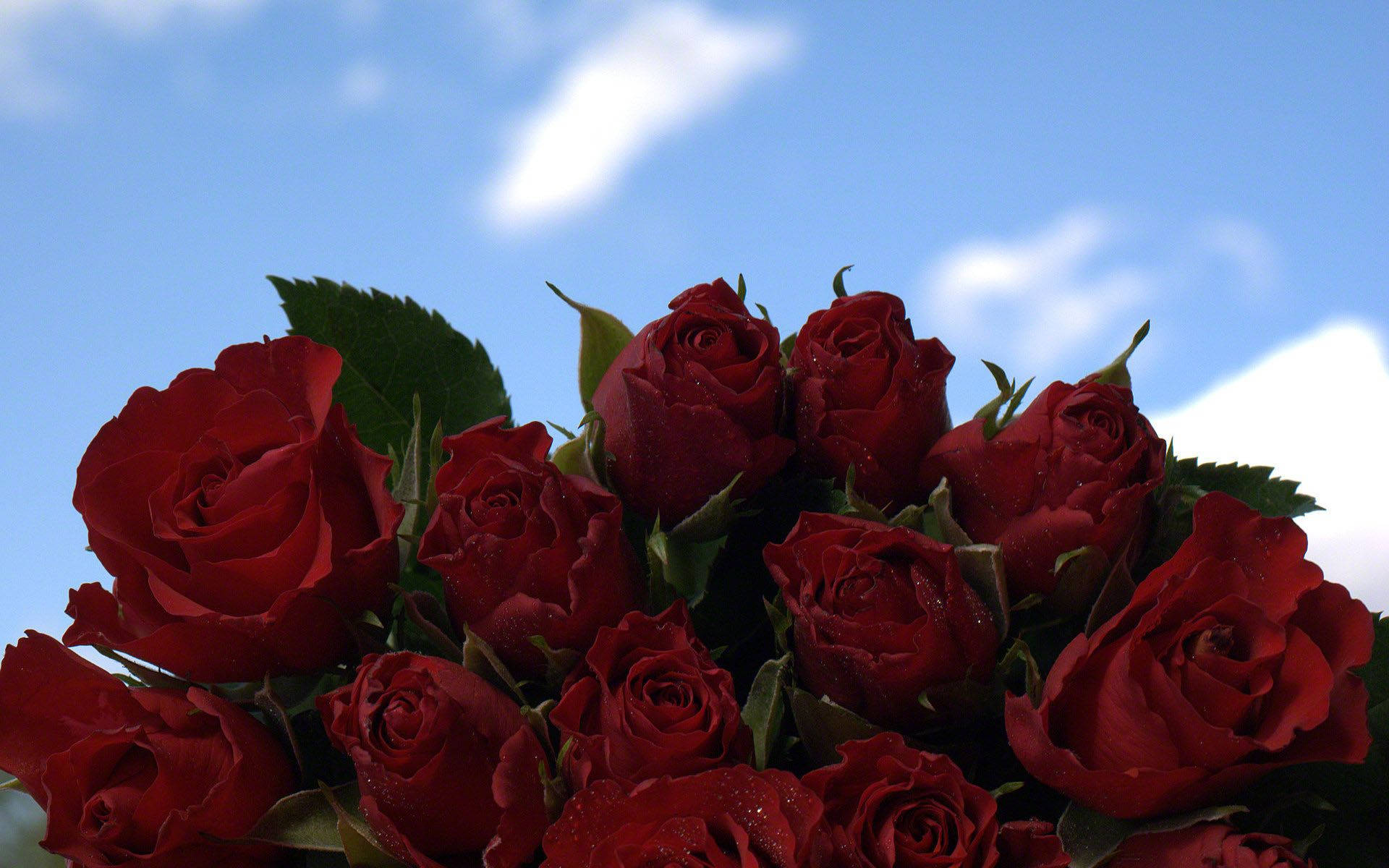 Dewy Red Roses Against Blue Sky
