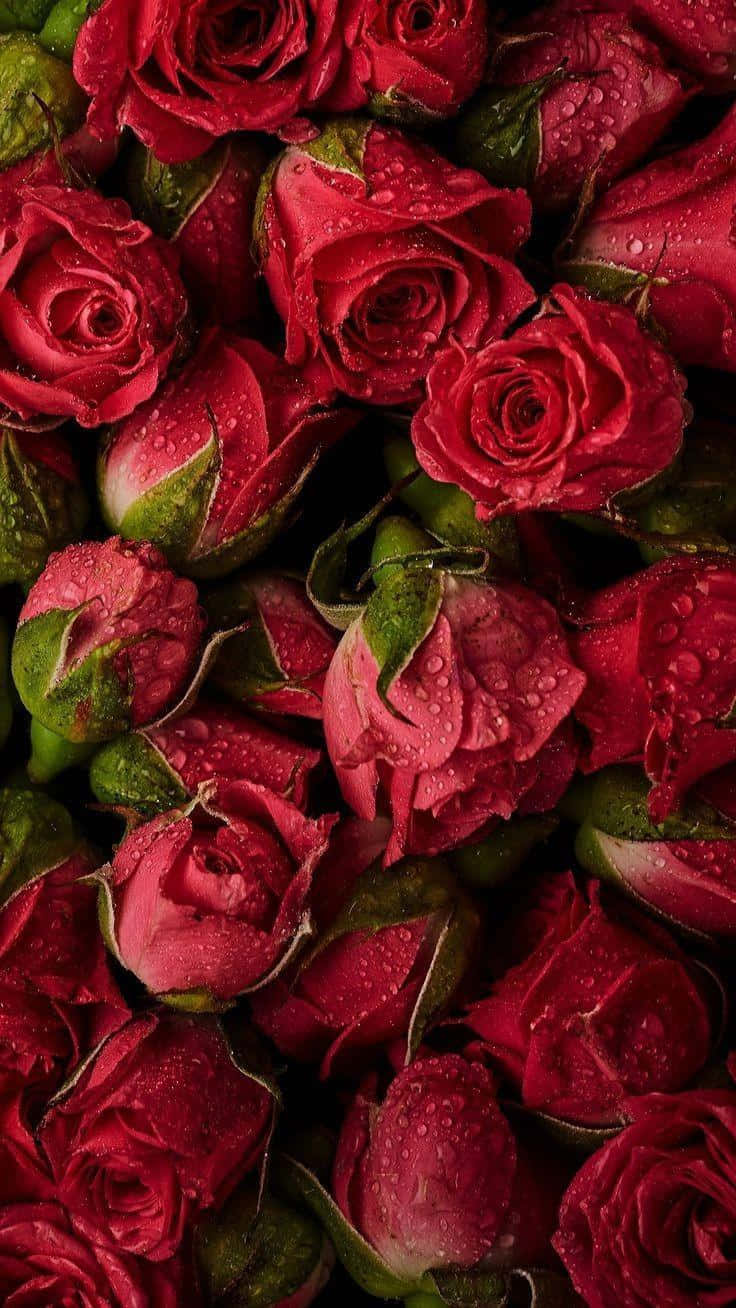 Dewy Red Roses Background Wallpaper