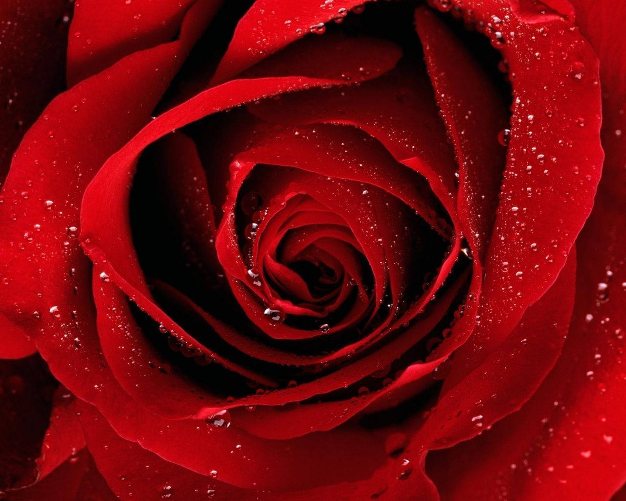 Dewy Rose Flower Desktop