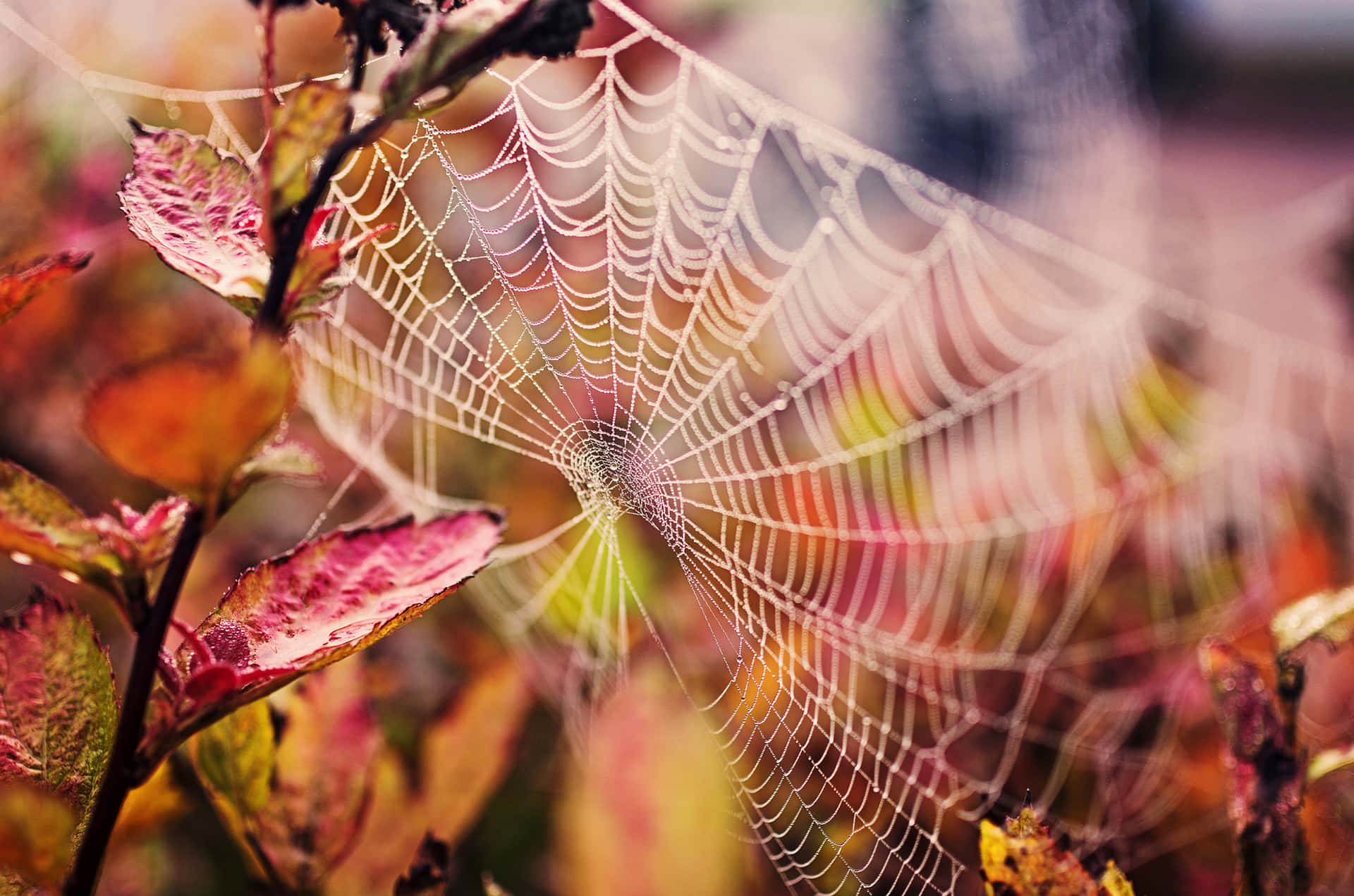 Dewy Spider Web Autumn Leaves.jpg Wallpaper