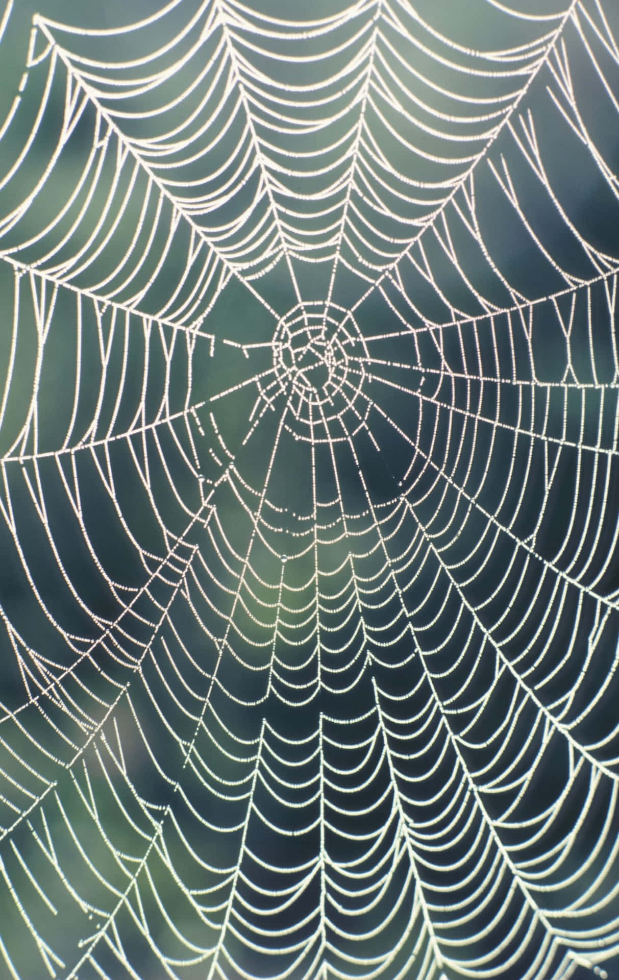 Dewy Spider Web Wallpaper